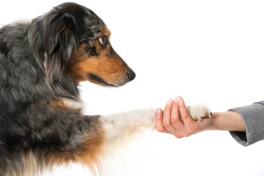 Avustralya çobanı beyaz üzerine izole edilmiş