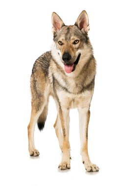 Kurt köpek beyazı izole etti.