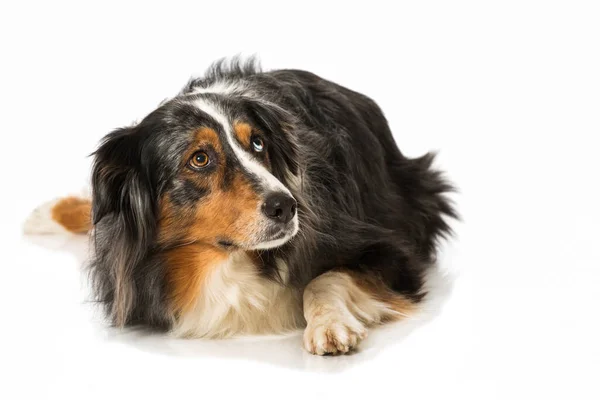 Australian Shepherd Isoliert Auf Weiß — Stockfoto