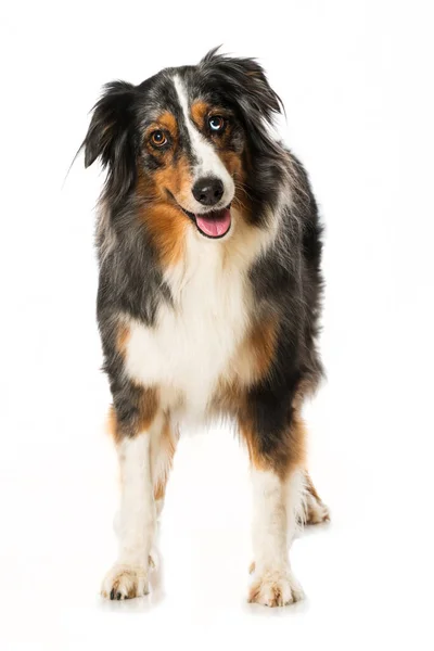 Australian Shepherd Isoliert Auf Weiß — Stockfoto