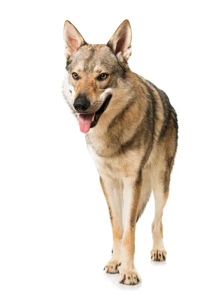 Wolf Dog Isolated White — Stock Photo, Image