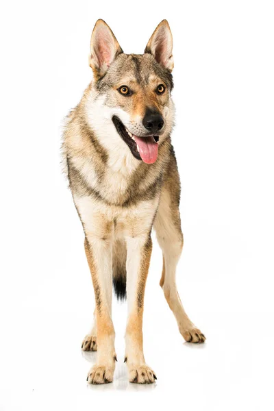 Wolf Dog Isolated White — Stock Photo, Image