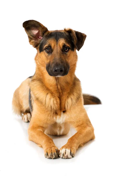 Misto Raça Cão Deitado Isolado Fundo Branco — Fotografia de Stock