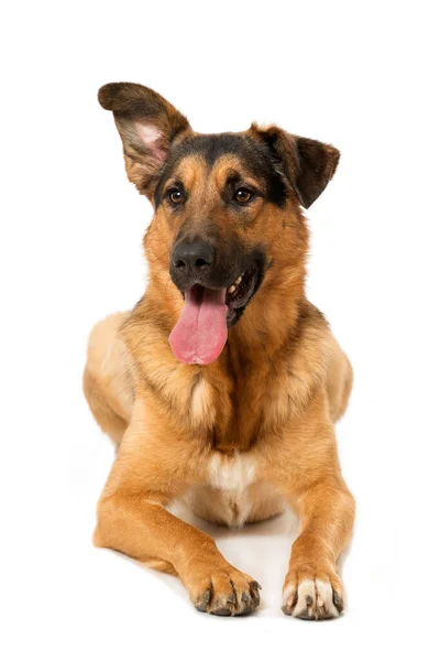 Blandad Ras Hund Liggande Isolerad Vit Bakgrund — Stockfoto