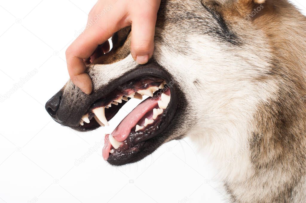 Vet checked teeth of a dog