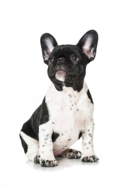 Fransız buldog yavrusu beyaz arka planda tek başına oturuyor.