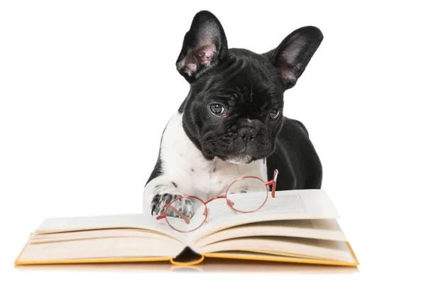 Bulldog Francés Con Libro Aislado Sobre Fondo Blanco — Foto de Stock