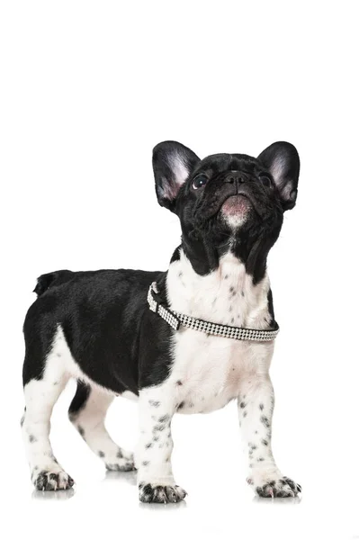 French Bulldog Puppy Isolated White Background Looking — Stock Photo, Image