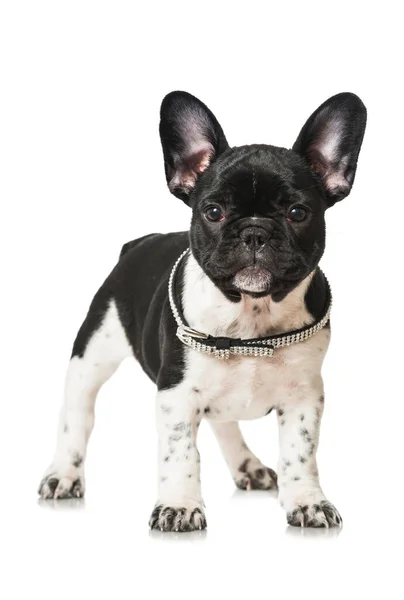 Fransk Bulldog Valp Isolerad Vit Bakgrund — Stockfoto