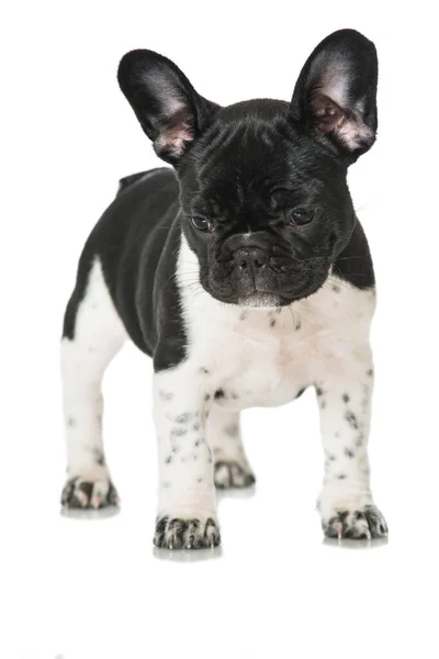 Bulldog Francés Aislado Sobre Fondo Blanco — Foto de Stock