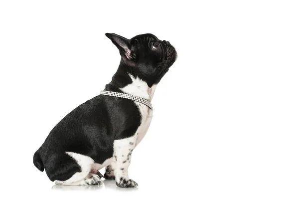 Fransk Bulldog Valp Isolerad Vit Bakgrund — Stockfoto