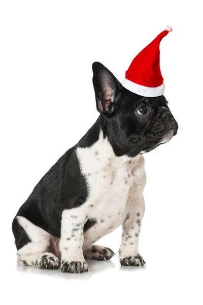 Französische Bulldogge Welpe Mit Weihnachtsmann Hut Isoliert Auf Weißem Hintergrund — Stockfoto