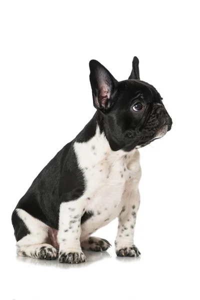 French Bulldog Puppy Isolated White Background — Stock Photo, Image