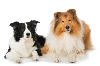 Beyaz arka planda iki köpek