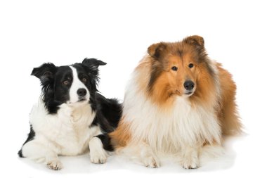 Beyaz arka planda iki köpek