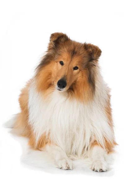 Collie Hund Vit Bakgrund — Stockfoto