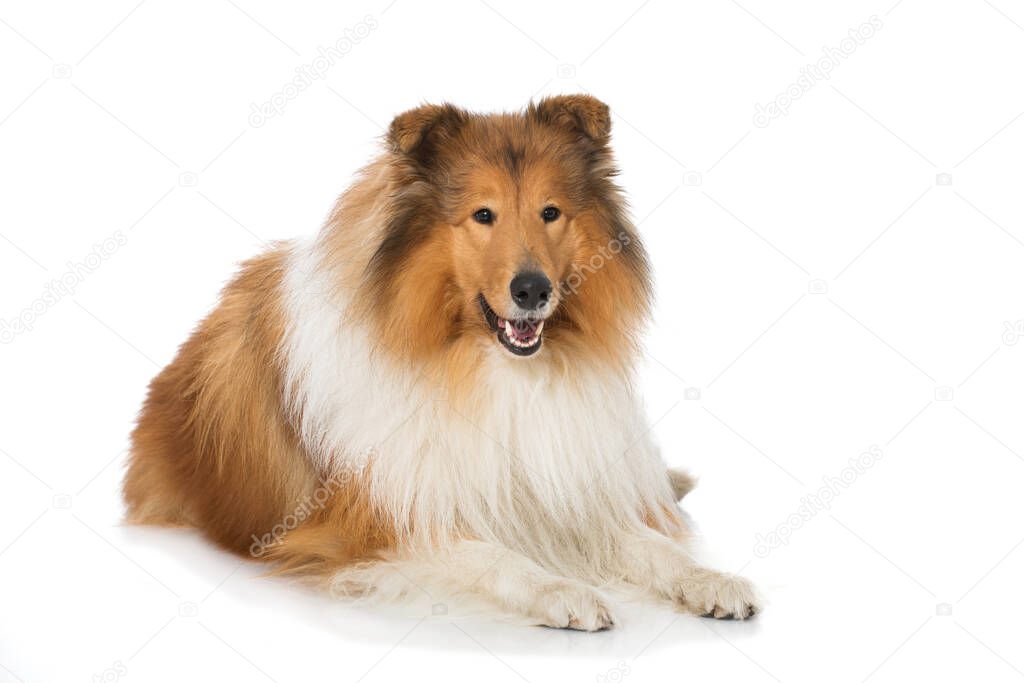 Collie dog on white background