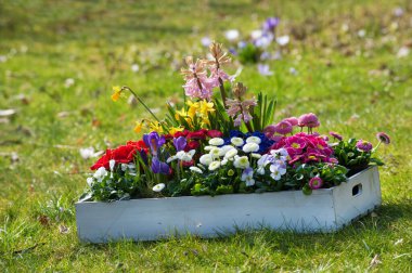 Tahta kutuda bahar çiçekleri