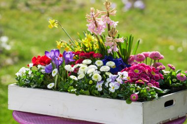 Tahta kutuda bahar çiçekleri