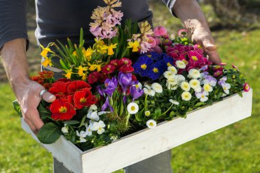 Tahta kutuda bahar çiçekleri