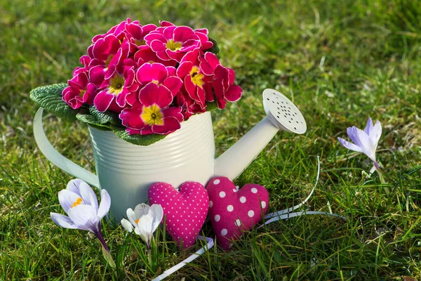 Pink Primrose Little Watering Can — Stock Photo, Image