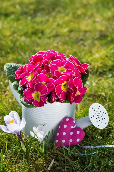 Rosa Primula Liten Vattenkanna — Stockfoto