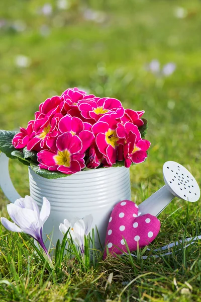Pink Primrose Little Watering Can — Stock Photo, Image