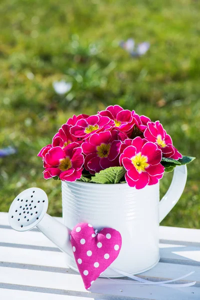 Rosa Primula Liten Vattenkanna — Stockfoto