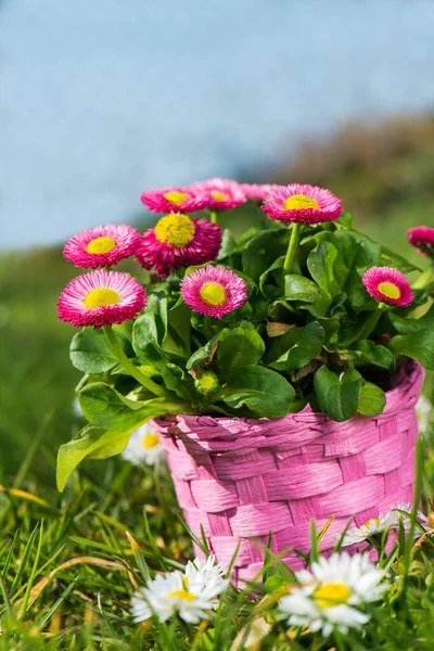 Rosa Gänseblümchenblümchen Einem Korb Auf Einer Wiese — Stockfoto