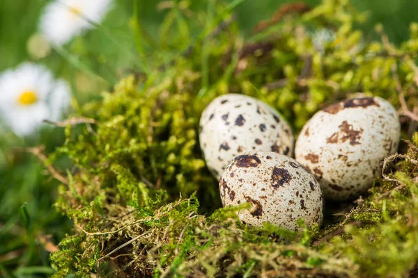 Quail Eggs Nest — Stock Photo, Image
