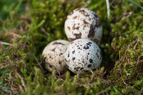 Quail Eggs Nest — Stock Photo, Image