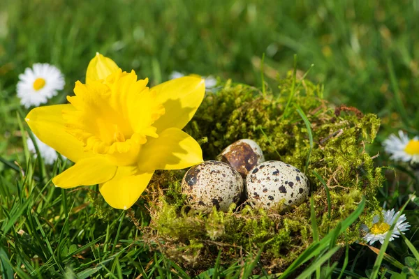 Цветение Гнездо Перепелиными Яйцами — стоковое фото