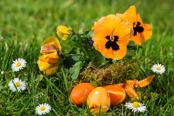 Pansy Och Med Vaktelägg — Stockfoto