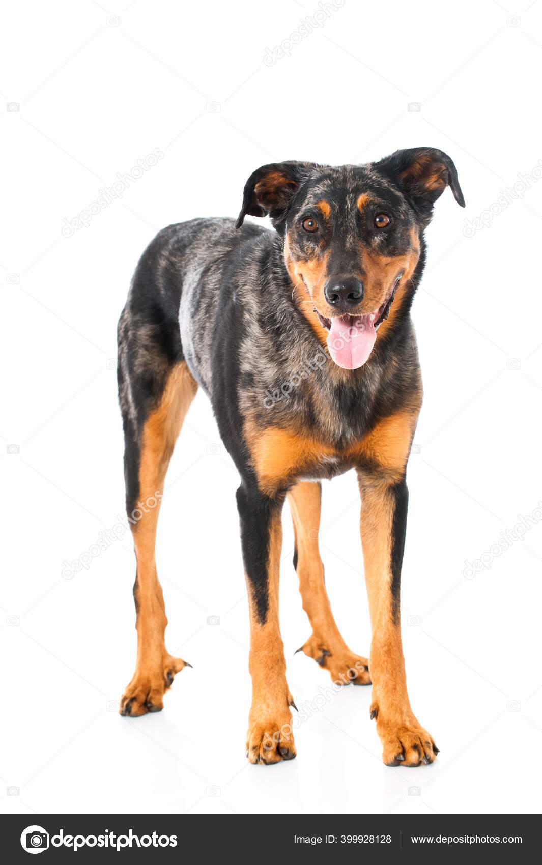 Beauceron French Cattle Dog Breeds Beauceron Dog Isolated White