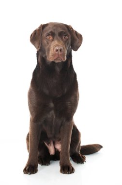 Labrador av köpeği beyazda izole edilmiş.
