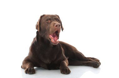 Labrador av köpeği beyazda izole edilmiş.