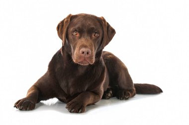 Labrador av köpeği beyazda izole edilmiş.