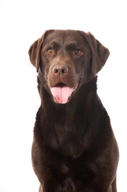 Labrador av köpeği beyazda izole edilmiş.