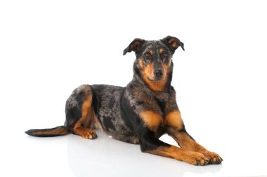 Beauceron köpeği beyaz arka planda izole edildi