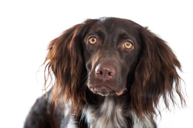 Küçük Munsterlander köpeği beyaz arka planda izole edilmiş.