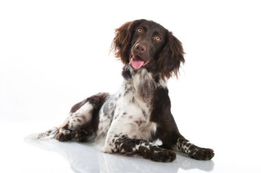 Küçük Munsterlander köpeği beyaz arka planda izole edilmiş.