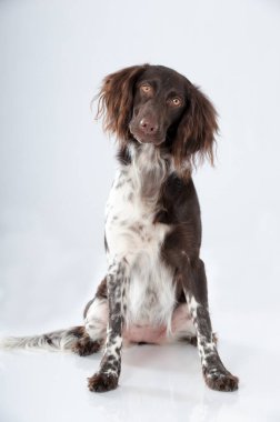 Küçük Munsterlander köpeği beyaz arka planda izole edilmiş.