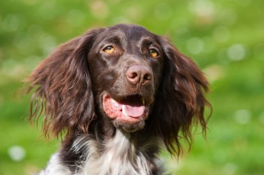 Çayırdaki küçük canavar köpeği.