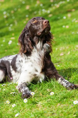Çayırdaki küçük canavar köpeği.