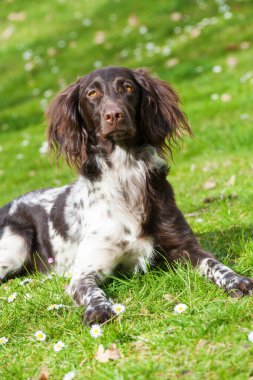 Çayırdaki küçük canavar köpeği.