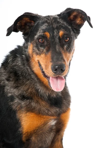 Beauceron Köpeği Beyaz Arka Planda Izole Edildi — Stok fotoğraf