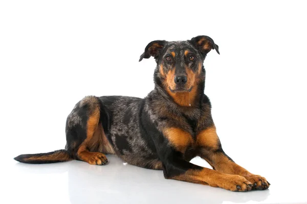 Beauceron Hund Isolerad Vit Bakgrund — Stockfoto