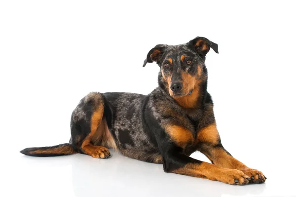 Anjing Beauceron Terisolasi Latar Belakang Putih — Stok Foto