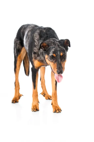 Beauceron Cão Isolado Fundo Branco — Fotografia de Stock