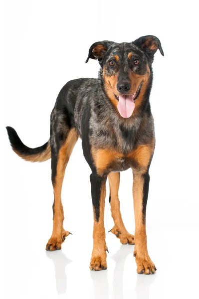 Beauceron Perro Aislado Sobre Fondo Blanco — Foto de Stock